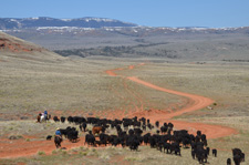 USA-Wyoming-Pryor Mountains Cattle Drives